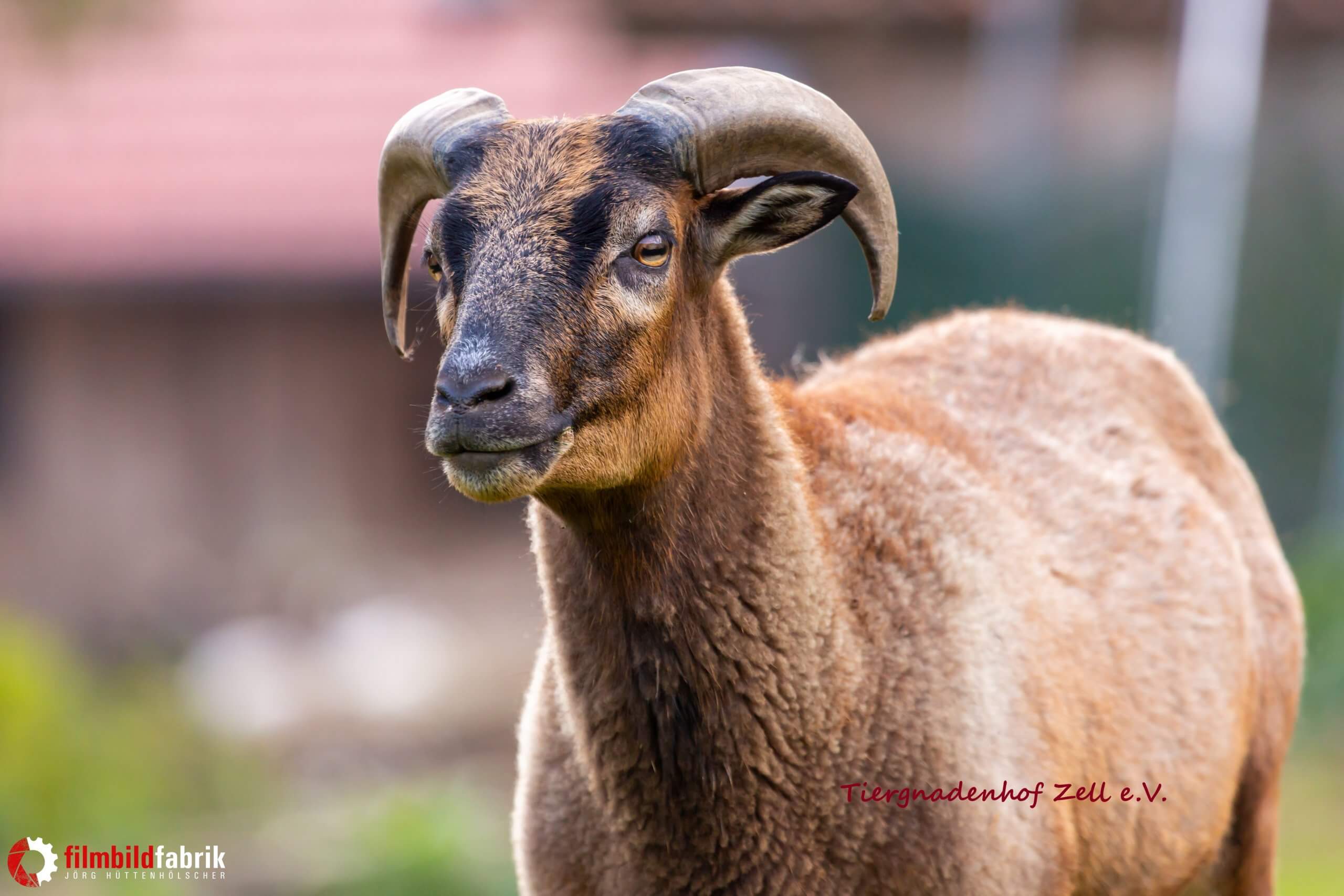 Schaf Kaspar