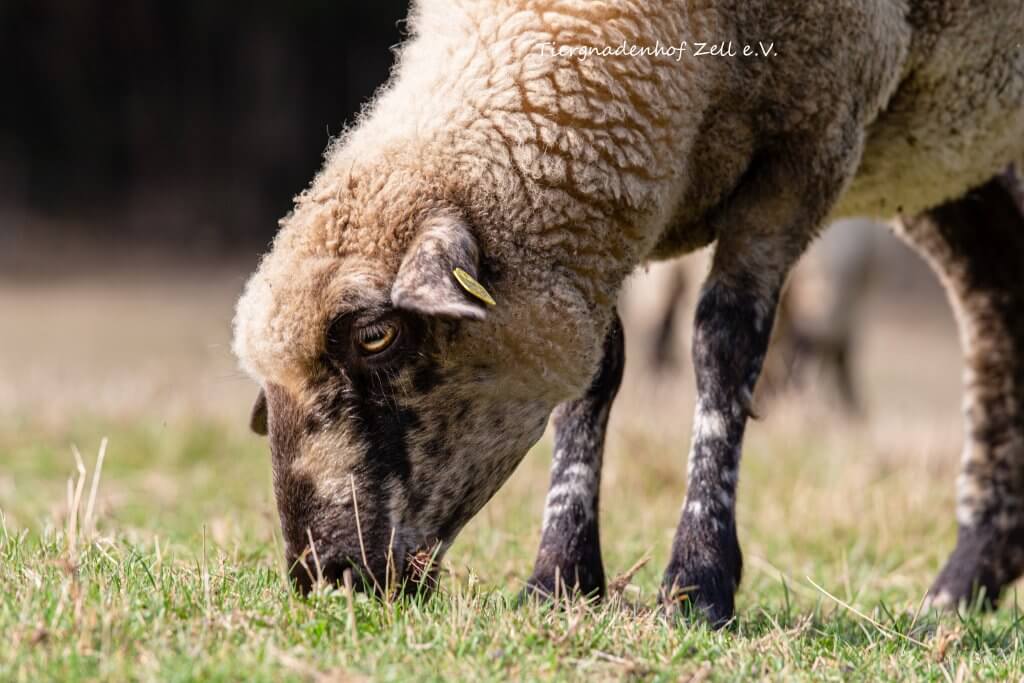 Schaf Pünktchen