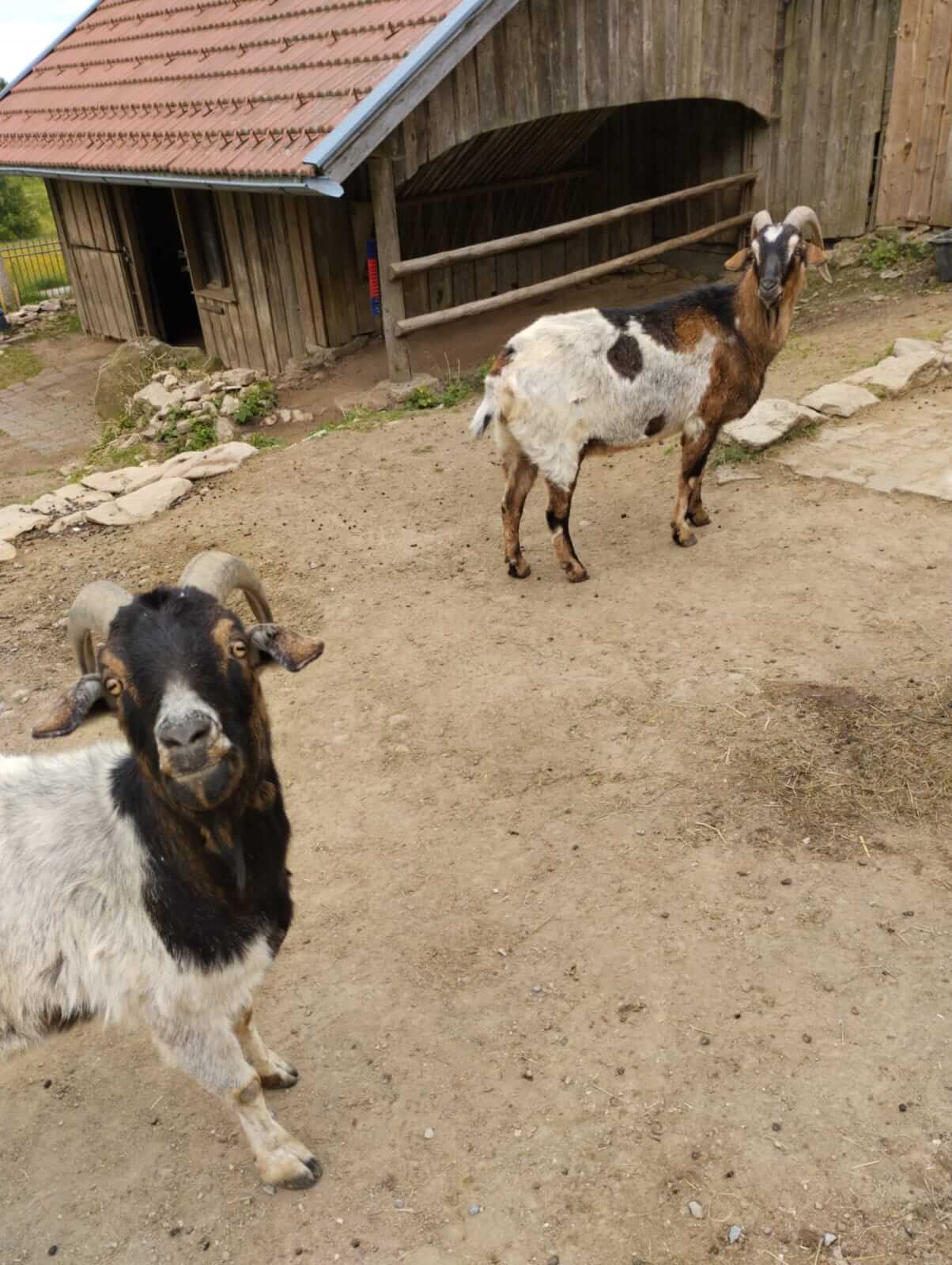 Ziege Erni und Bert